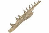 Fossil Mosasaur (Platecarpus) Upper Jaw w/ Teeth - Kansas #207901-1